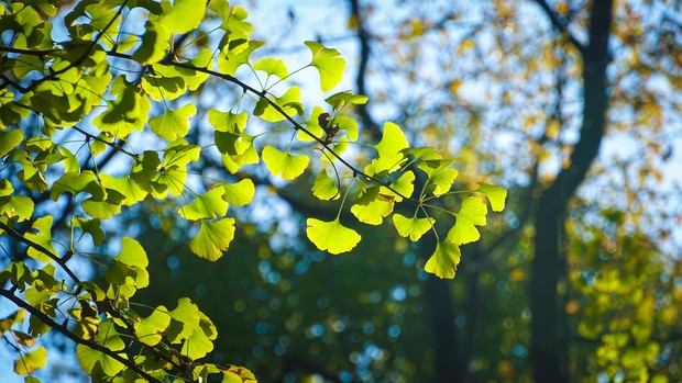 manfaat herbal ginkgo biloba