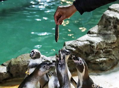 Melihat Perawatan 5 Bayi Penguin yang Menetas di Ancol