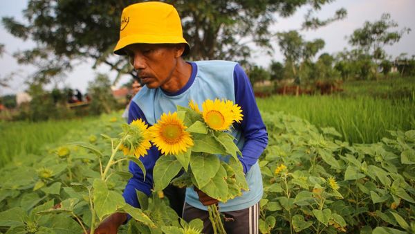 Begini Proses Panen Bunga Matahari, Pernah Lihat?