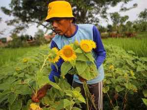Begini Proses Panen Bunga Matahari, Pernah Lihat? Begini Proses Panen Bunga Matahari, Pernah Lihat?