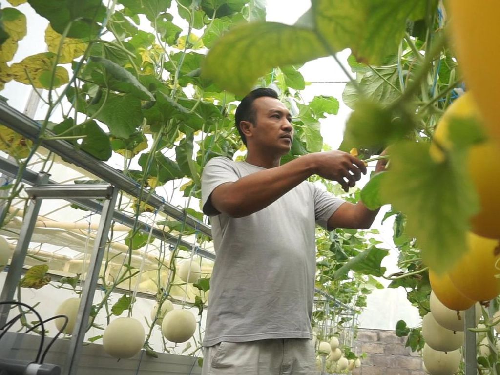 Kisah Sukses Tenaga Medis Budidaya Melon Premium Beromzet Puluhan Juta