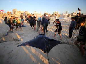 Sejumlah Ikan Pari Manta Terdampar Misterius di Pantai Gaza