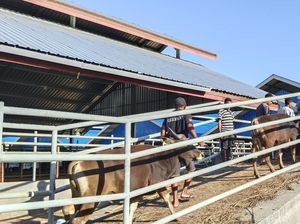 Perdana, NTT Kirim 550 Ekor Sapi ke Jakarta Jelang Ramadan