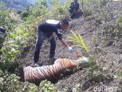 1 Harimau di Aceh Mati dengan Leher Terjerat Kawat