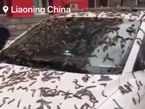 Viral Hujan Cacing di China, Ini Faktanya Viral Hujan Cacing di China, Ini Faktanya