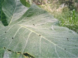 Merapi Erupsi Pagi Ini, Hujan Abu Tipis Guyur Kalitengah Lor Sleman