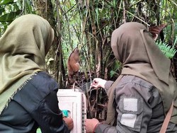 BKSDA Sumbar Lepasliarkan Kukang ke Habitat