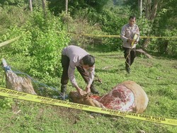 2 Sapi Milik Guru SD di Bone Dicuri, Pelaku Potong-Kuliti di Kebun Warga