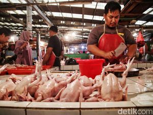 Harga Ayam Disebut Melonjak Gara-gara Program MBG Harga Ayam Disebut Melonjak Gara-gara Program MBG