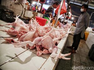 Disorot Jokowi, Ini Biang Kerok Harga Ayam Makin Mahal