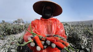 Sedihnya Petani Cabai Teropong di Kawasan Gunung Merapi