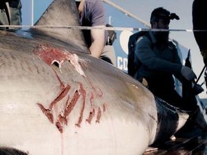 Ngeri! Hiu Putih Besar Digigit Makhluk Raksasa Misterius