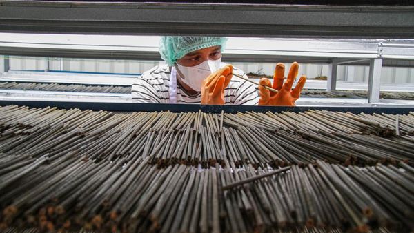 Intip Produksi Sedotan dari Rumput di Palangka Raya
