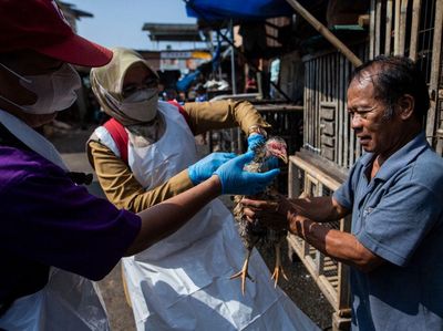 Jelang Ramadhan, Dokter Hewan Periksa Kesehatan Ayam di Bogor