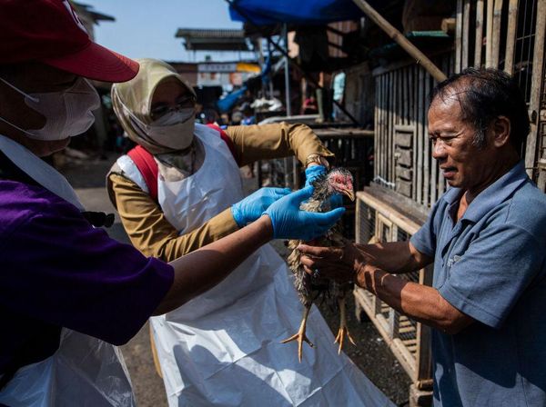 Jelang Ramadhan, Dokter Hewan Periksa Kesehatan Ayam di Bogor