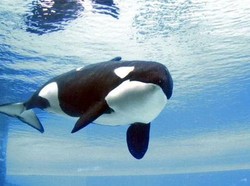 Sedih, Paus Pembunuh Ini Mati Kesepian di Penangkaran