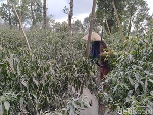 1.681 Ha Lahan di Magelang Terdampak Erupsi Merapi, Terparah di Sawangan
