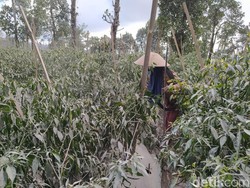 1.681 Ha Lahan di Magelang Terdampak Erupsi Merapi, Terparah di Sawangan