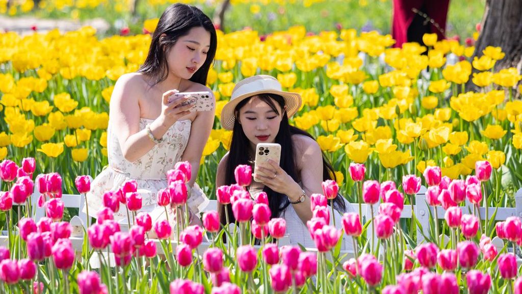 Lihat Tulip Nggak Usah Jauh-jauh ke Belanda, China Juga Punya!