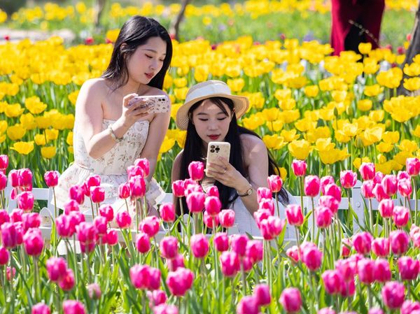 Lihat Tulip Nggak Usah Jauh-jauh ke Belanda, China Juga Punya!