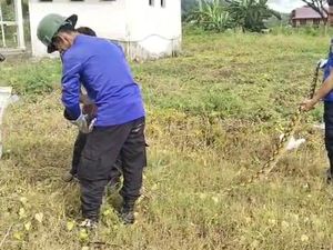 2 Ular Piton Nyaris Mangsa Ternak Warga di Mamuju Tengah, Damkar Evakuasi