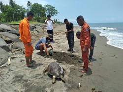 Penyu Hijau Mati Terdampar di Pantai Perancak, Tubuhnya Banyak Luka