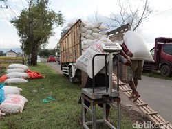 Harga Gabah di Ponorogo Tetap Tinggi Meski Sedang Panen Raya