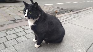 Potret Gacek Si Kucing Viral Idola Para Turis