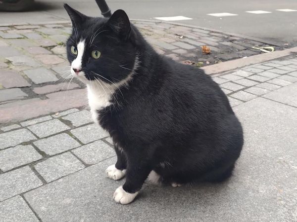 Potret Gacek Si Kucing Viral Idola Para Turis
