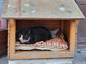 Kok Bisa Kucing Keranjingan Kardus? Begini Penjelasan Ilmiahnya Kok Bisa Kucing Keranjingan Kardus? Begini Penjelasan Ilmiahnya