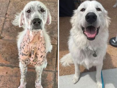 Potret Before-After Penyelamatan Hewan Bikin Haru dan Kagum