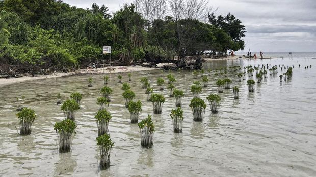 In this aerial picture taken on February 23, 2023, mangrove trees are seen planted by the community in an attempt to slow erosion caused by rising sea levels are seen on Pari island in the Thousand Islands cluster. - Environmentalists have said most of the 42-hectare (103-acre) island could sink by 2050 because of rising sea levels. (Photo by Bay ISMOYO / AFP) / TO GO WITH 
