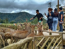 Ranca Upas Dibuka Lagi, tapi Kebun Edelweis Rawa Masih Tutup