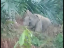 Langka, Gajah Sumatera Kembali Tampakkan Diri di Sumbar