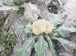 Diguyur Abu Merapi, Pertanian Bunga Kol dan Brokoli di Boyolali Rusak