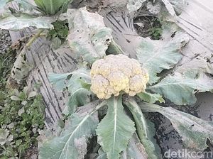 Diguyur Abu Merapi, Pertanian Bunga Kol dan Brokoli di Boyolali Rusak Diguyur Abu Merapi, Pertanian Bunga Kol dan Brokoli di Boyolali Rusak