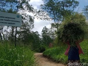 Hujan Abu Merapi Guyur 3 Desa di Klaten, Warga Ronda-Nyetok Pakan Ternak