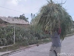 Warga Boyolali dan Magelang Krisis Pakan Ternak gegara Hujan Abu Merapi