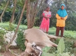 2 Sapi di Situbondo Mati Tersambar Petir Bareng saat Diikat di Pohon