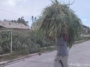 Rumput Penuh Abu Merapi, 7 Ton Pakan Ternak Dikirim ke Selo Boyolali