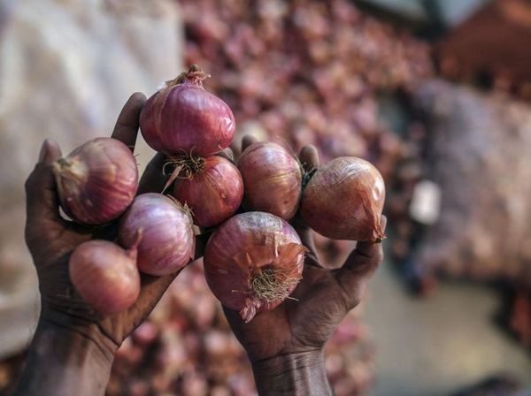 Krisis Harga Bawang di Maharashtra India, Petani Merana