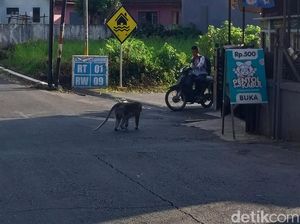 Lagi, Kawanan Monyet Wisata Wendit Malang Teror Perkampungan Warga