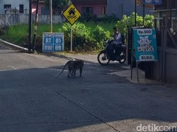 Lagi, Kawanan Monyet Wisata Wendit Malang Teror Perkampungan Warga