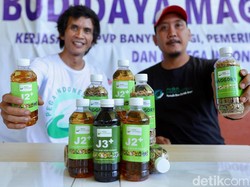 Pemuda Banyuwangi Raup Cuan Lewat Sampah Melalui Budi Daya Maggot
