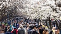 Saat Bunga Sakura Bermekaran, Bukan di Jepang tapi di China