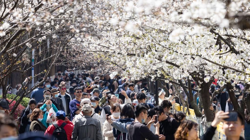 Saat Bunga Sakura Bermekaran, Bukan di Jepang tapi di China