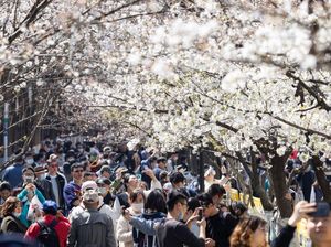 Saat Bunga Sakura Bermekaran, Bukan di Jepang tapi di China