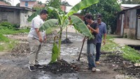Tagih Janji Walkot Bobby, Warga Tanam Pohon Pisang di Jalan Rusak
