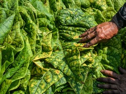 Gaduh Tembakau Setara Narkotika di RUU Kesehatan, Kemenkes Buka Suara