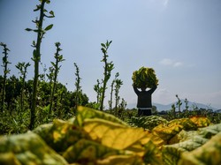 Petani Tembakau Curhat ke Mendag, Ini yang Diminta